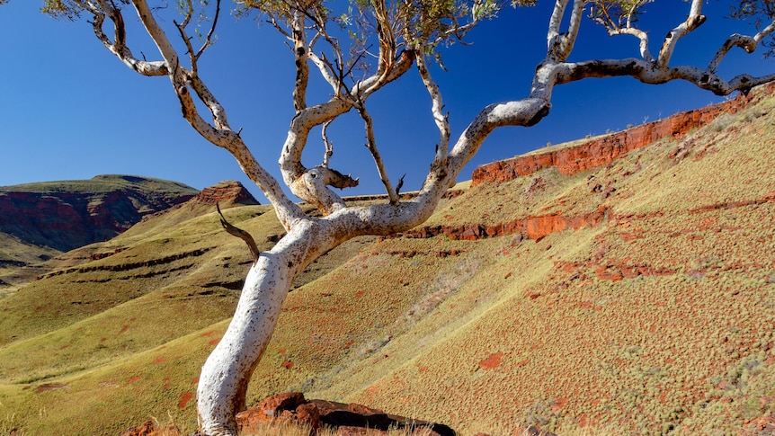 A tree in the Pilbara overlooking mountains and valleys.
