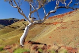 A tree in the Pilbara overlooking mountains and valleys.