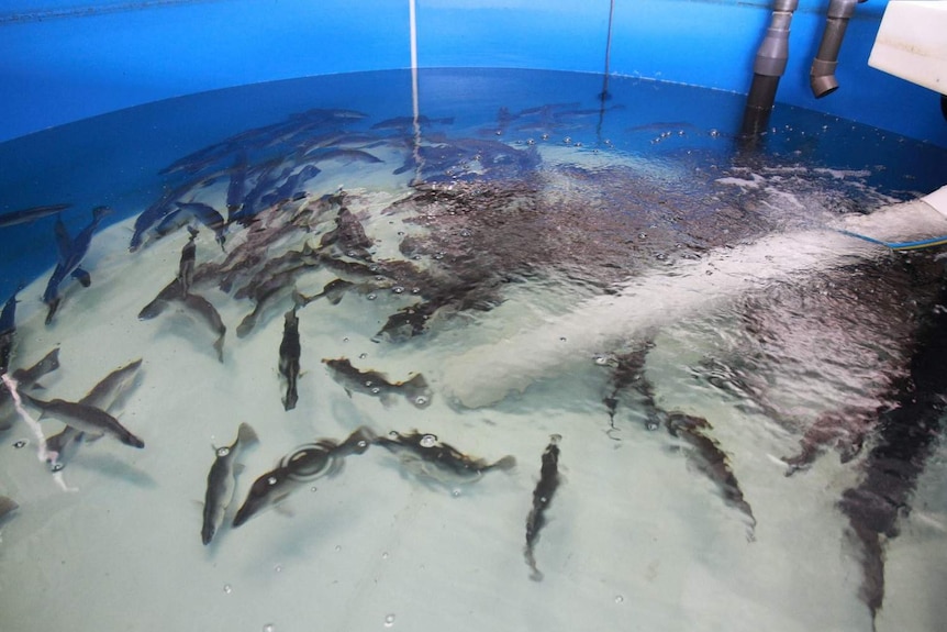 Young barramundi swim in tank in a shed.