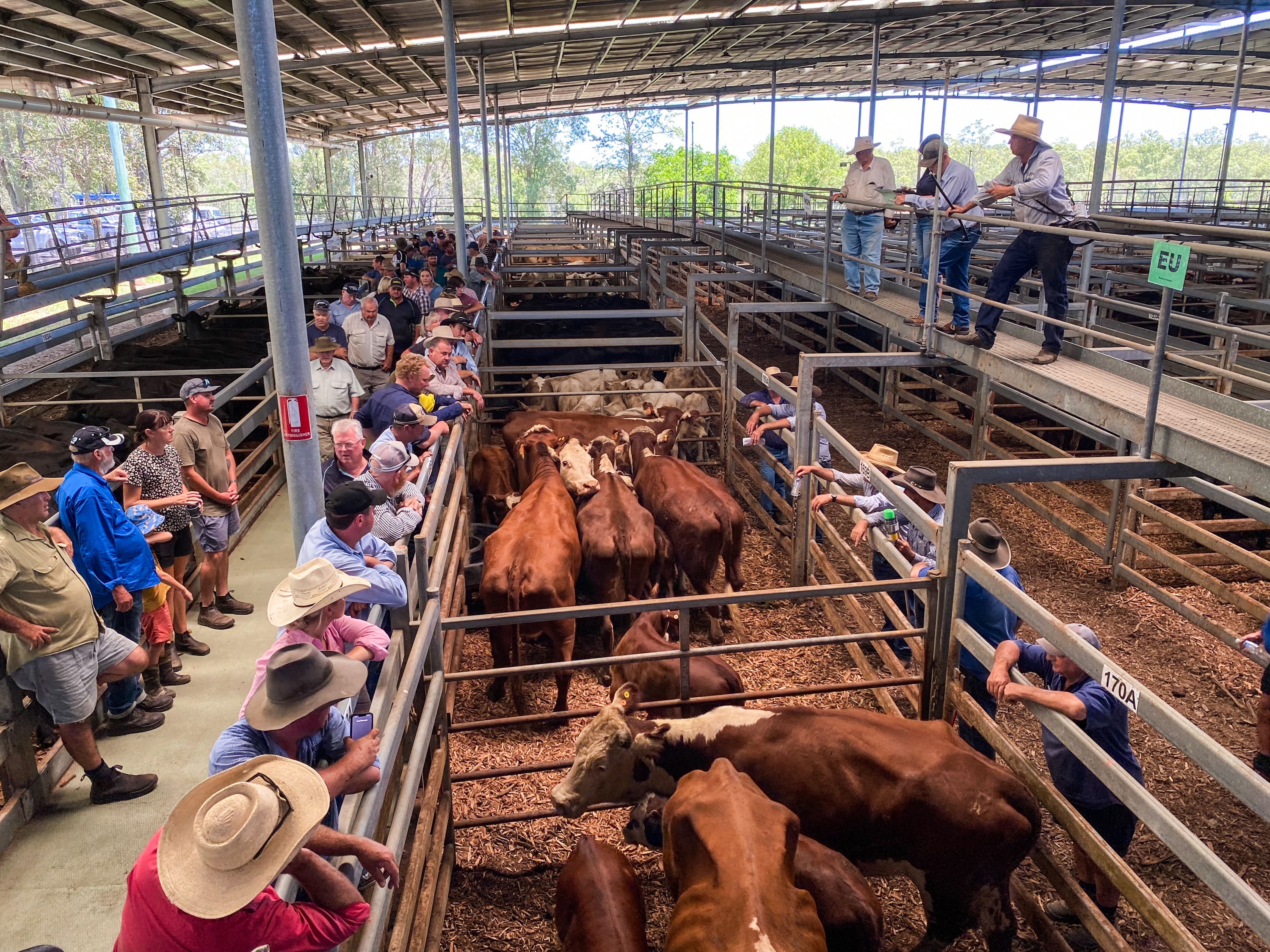 Auctioneer selling cattle on a walkway above cattle and buyers and vendors.