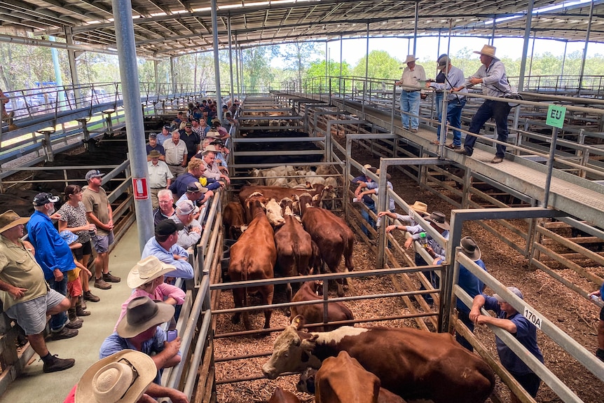 Auctioneer selling cattle on a walkway above cattle and buyers and vendors.