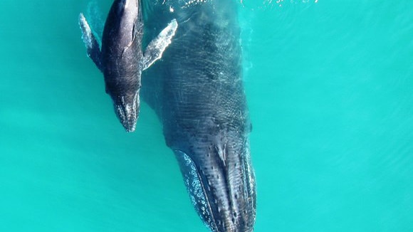 A view from above as a mother humpback whale and calf breach turquoise blue water.