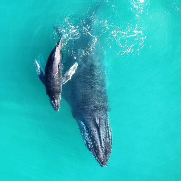 A view from above as a mother humpback whale and calf breach turquoise blue water.