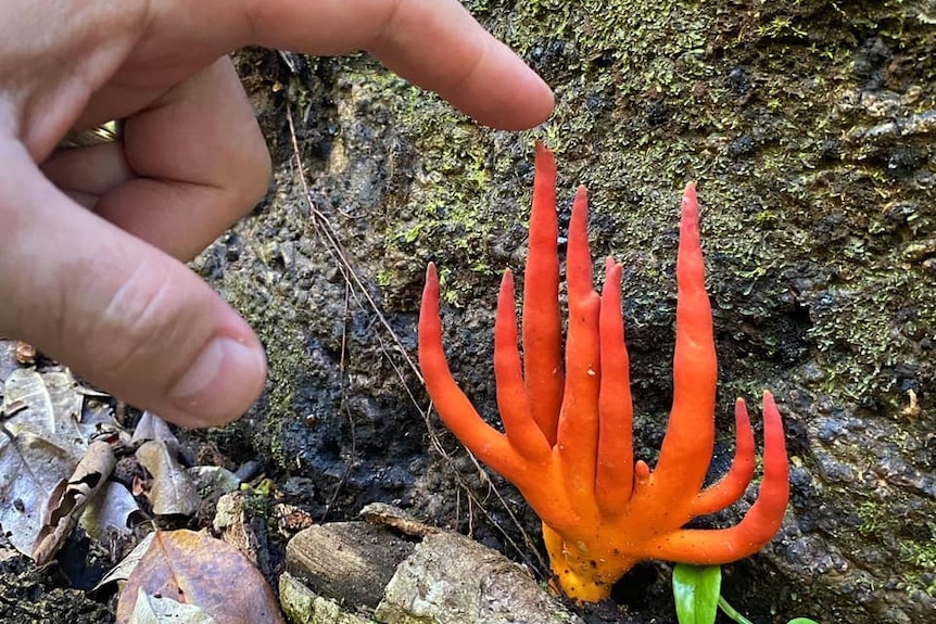 Orange-coloured fungus with long fingers.