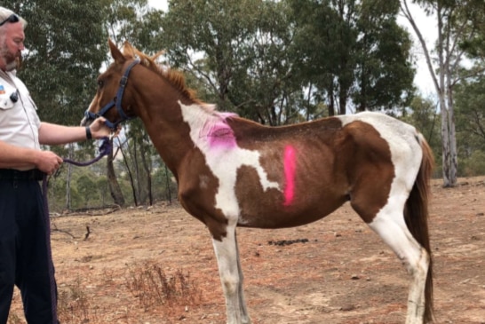 A man stands with an injured horse in a barren paddock.