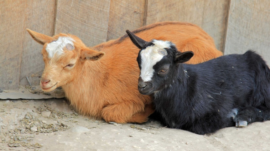 Two goat kids sitting on the ground