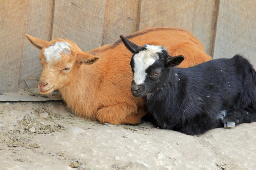 Two goat kids sitting on the ground