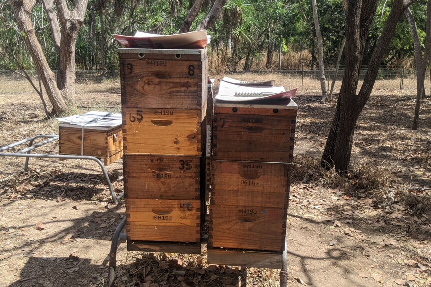 wooden crate beehives in the bush.