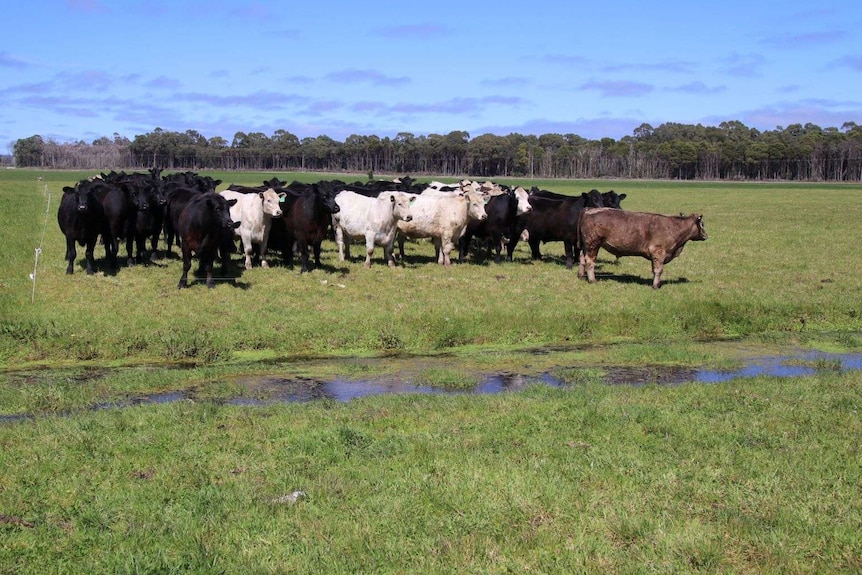 Cows on a grassy bank near a river.