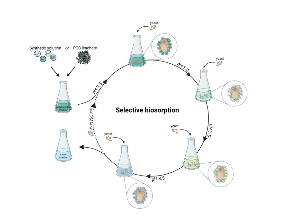 A graph from the Frontiers paper detailing the process.
