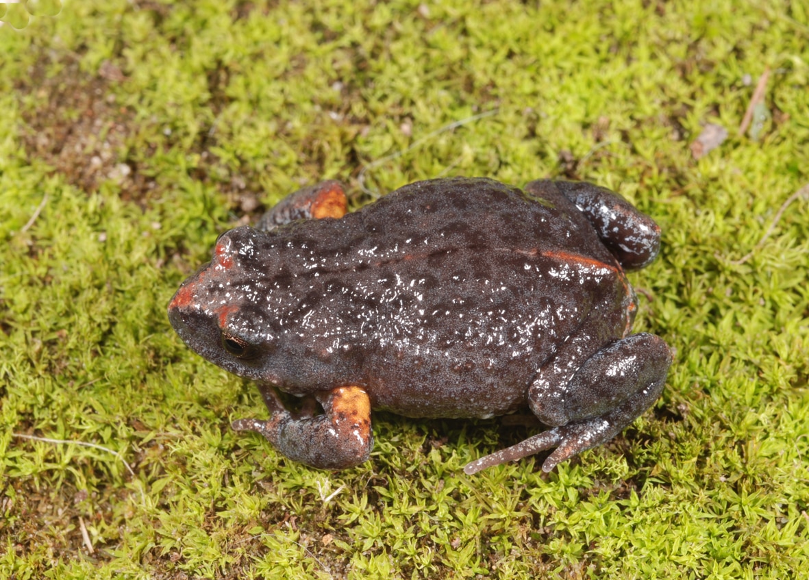 A cute brown frog sitting on green mossy grass.