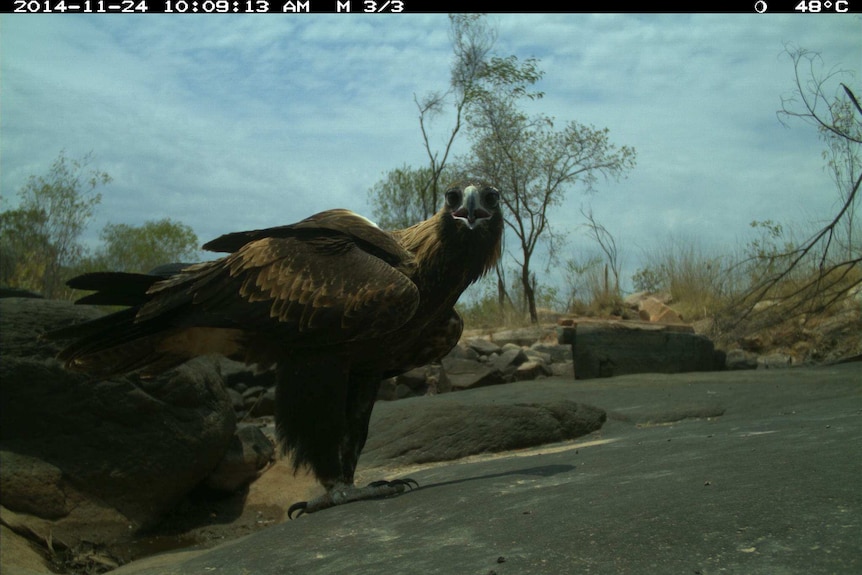 Wedged tail eagle caught on camera