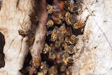 A swarm of honeybees nestled in a jarrah tree.