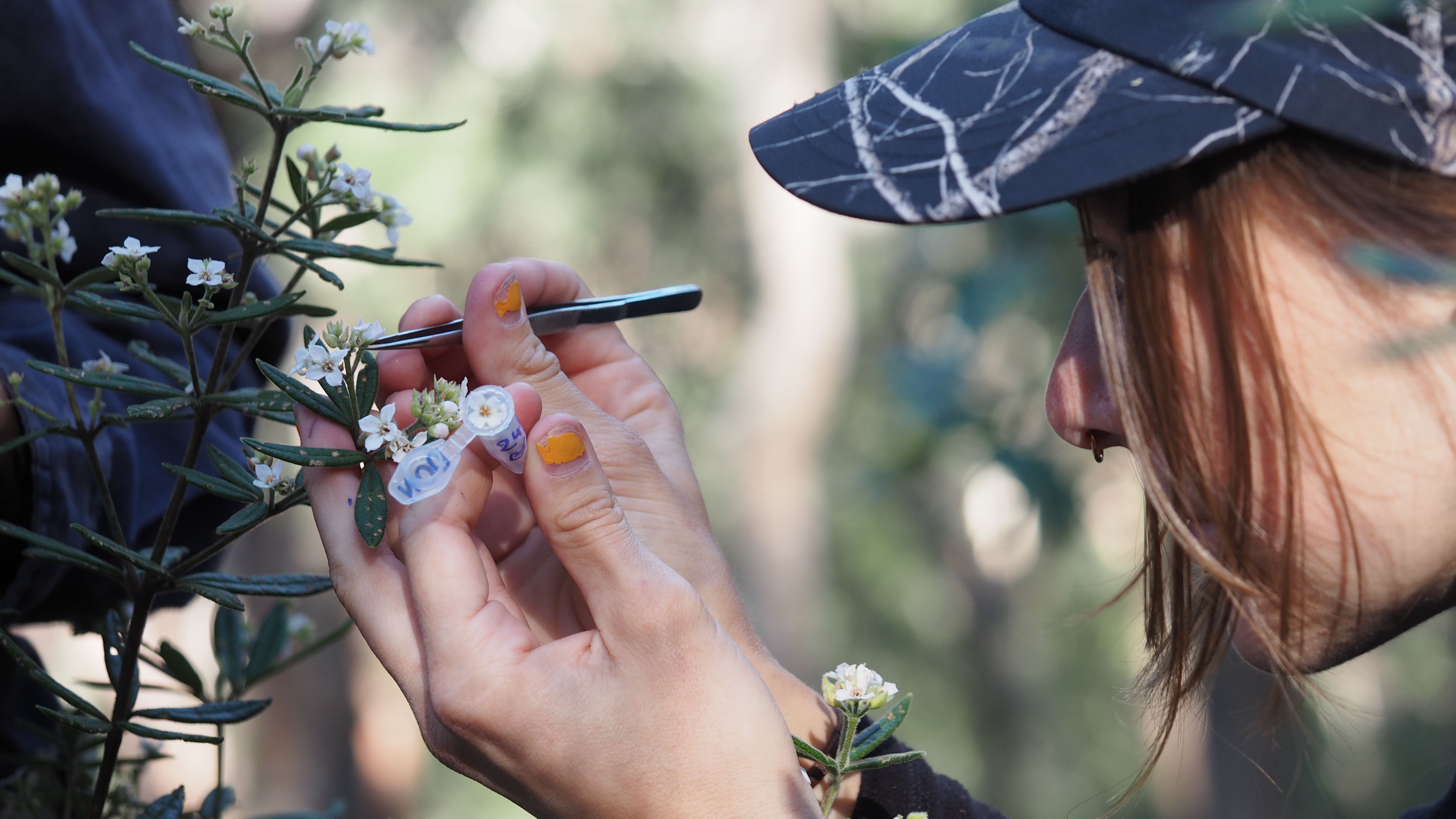 'Shooting blanks': How fertility treatment could save this native plant