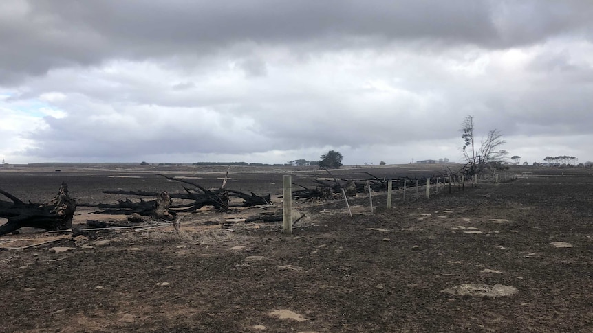 The remains of blackened trees on charred farmland.