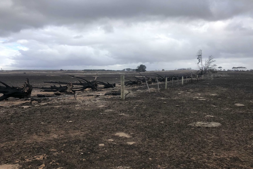 Jill Porter says there were no trees left on her Garvoc property after bushfires