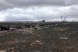 The remains of blackened trees on charred farmland.