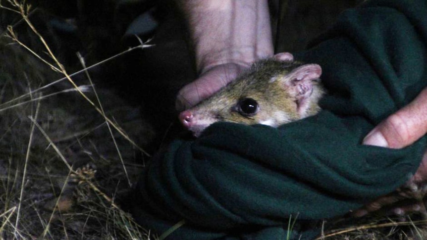 A quoll surveys in surrounds before its release into Mulligans Flat.