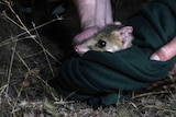 A quoll surveys in surrounds before its release into Mulligans Flat.