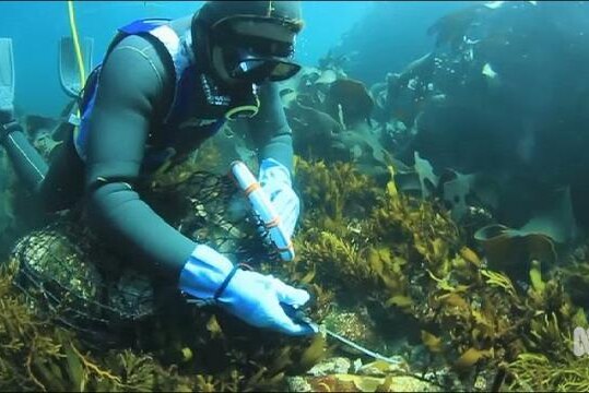 A diver harvests abalone.