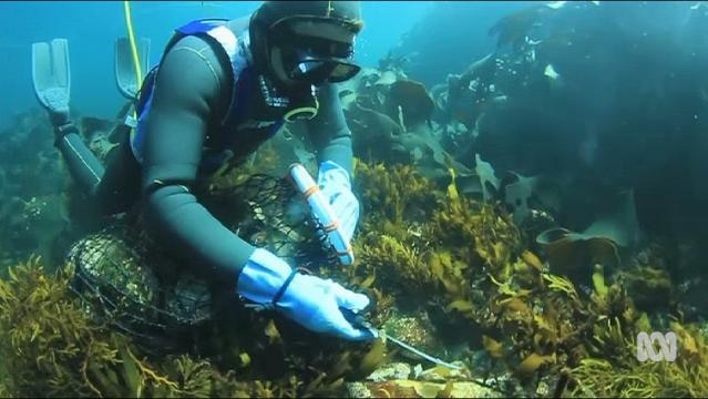 A diver harvests abalone underwater