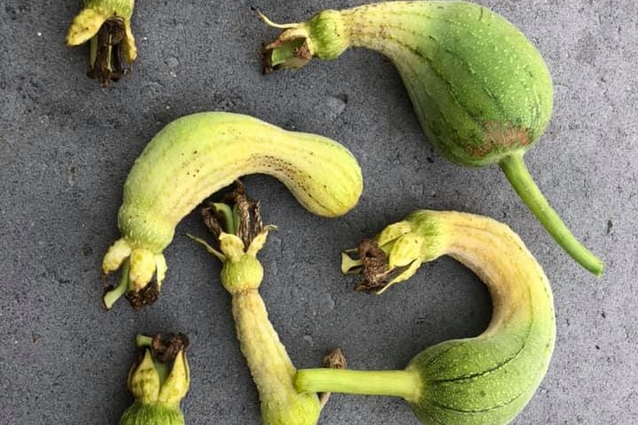 Six zucchini-like vegetables, green with yellow sunburn patches, swollen and oddly shaped.