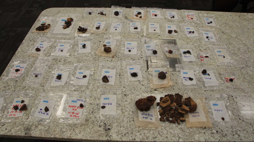 Meteorites collected by the researchers in the South Australian desert.