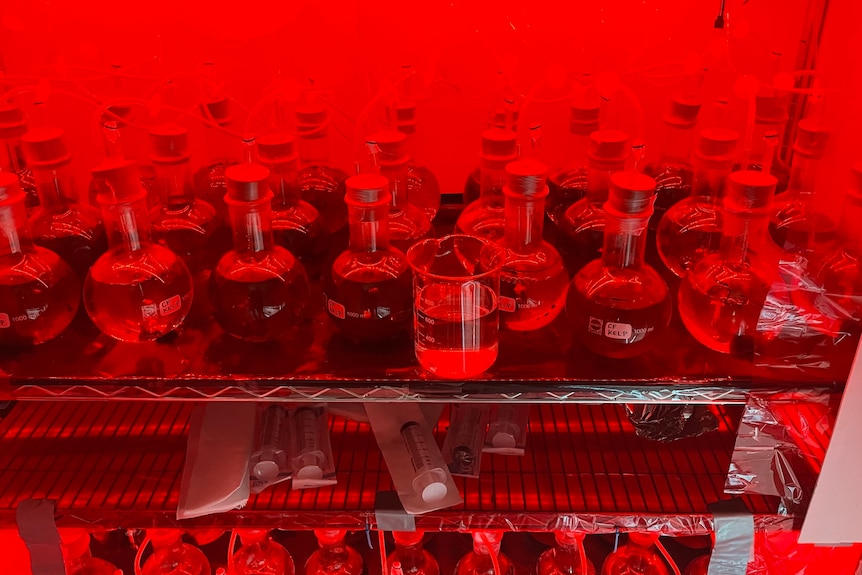Multiple glass vials sit on a refrigerator shelf, bathed in red light.