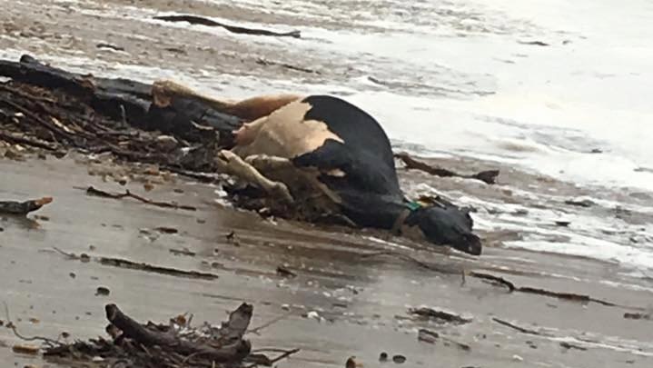 Cow washed up on beach near Devonport
