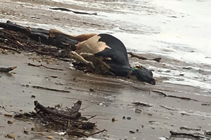 Cow washed up on beach near Devonport