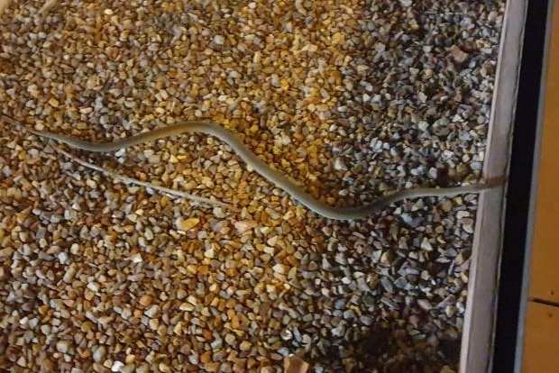 A long skinny brown snake is seen moving across some rocks towards a tiled surface.