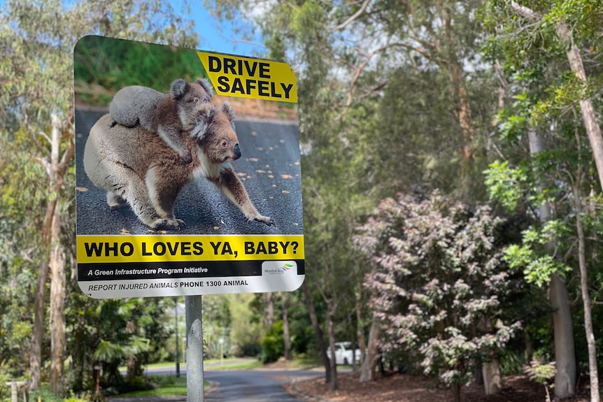 Koala road safety sign reads "Drive Safely, who loves ya baby" with a koala carrying her baby.