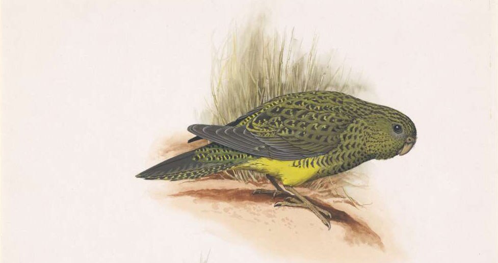 An illustration of a green and black parrot standing in profile.