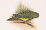 An illustration of a green and black parrot standing in profile.