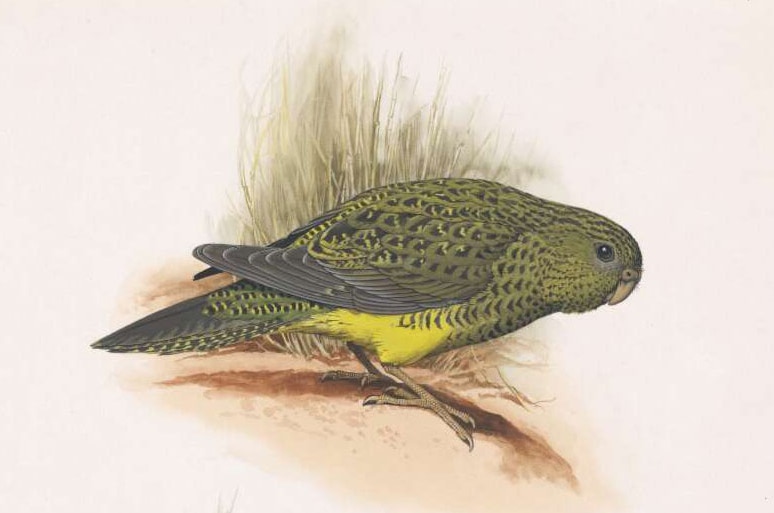 An illustration of a green and black parrot standing in profile.