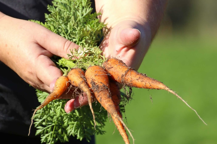 Organic carrots snapped up by shoppers