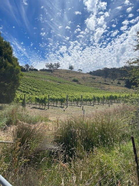 Leasing vineyards