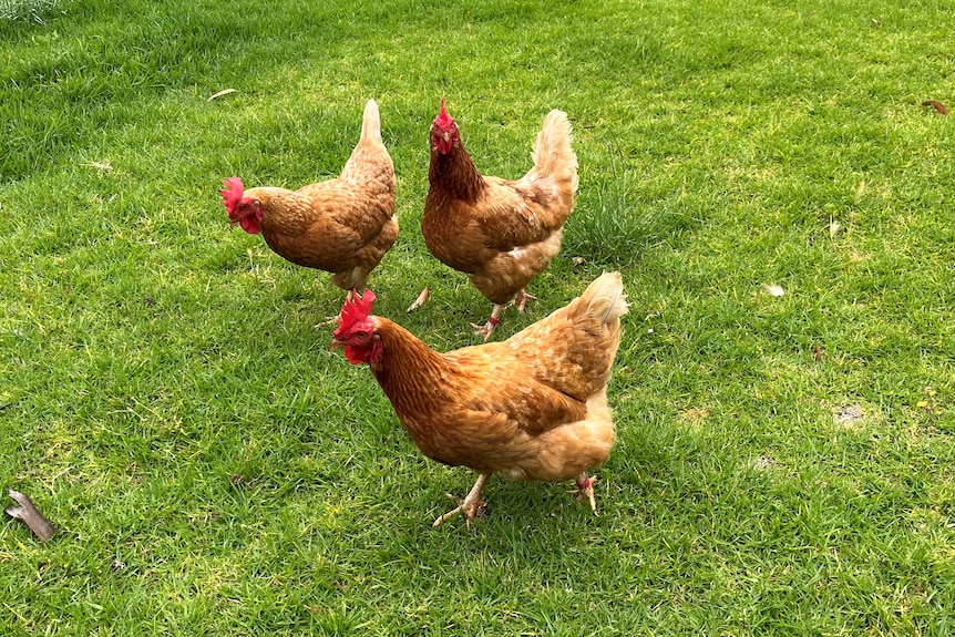 Three brown chickens walking around on grass.
