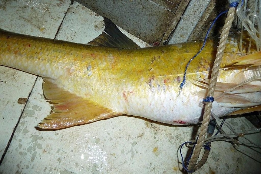 A king salmon with red spots caught off Gladstone in October.