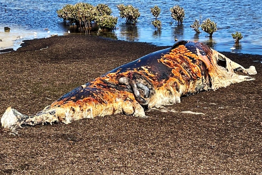 A whale in an advanced state of decomposition on a bed of seaweed
