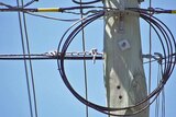 Fibre optic cables on a power pole in Tasmania during the NBN rollout.