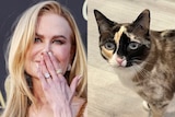 Composite image if Nicole Kidman and a calico cat.