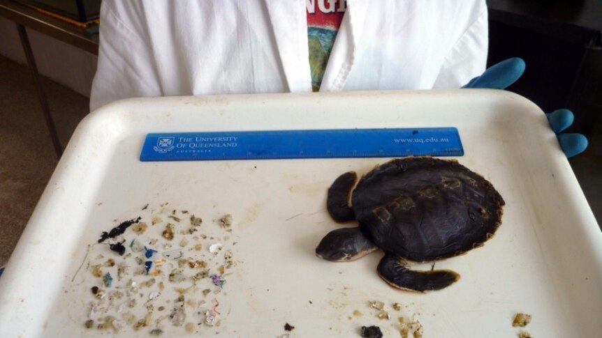 Turtle next to plastic on a tray