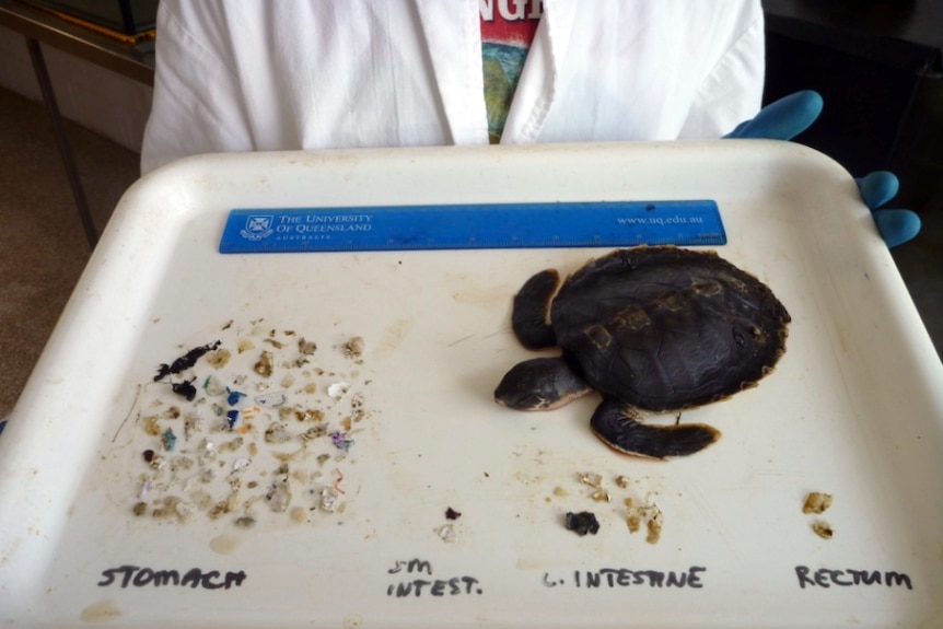 Turtle next to plastic on a tray