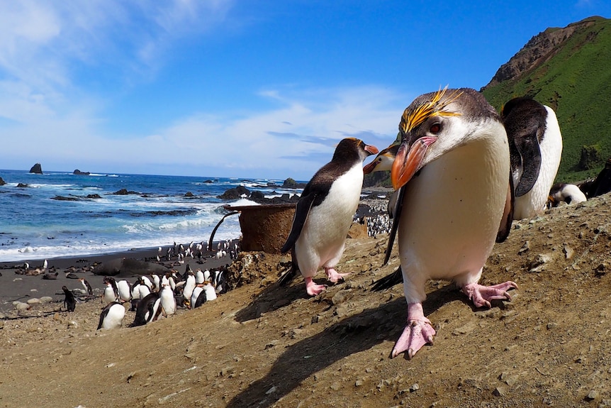 A royal penguin looks down with other penguins in the background on the beach. 