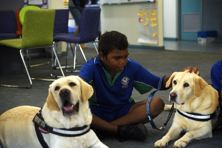 A young boy sits on the floor patting two golden labradors who are wearing harnesses that say THERAPY DOG