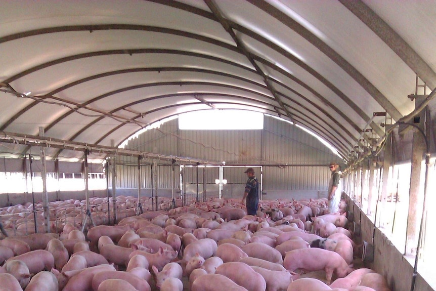 Blantyre Farms' piggery at Young