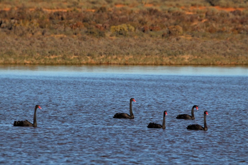 The water is blue and the land behind it mottled green and brown. The swans are jet black with bright red beaks.