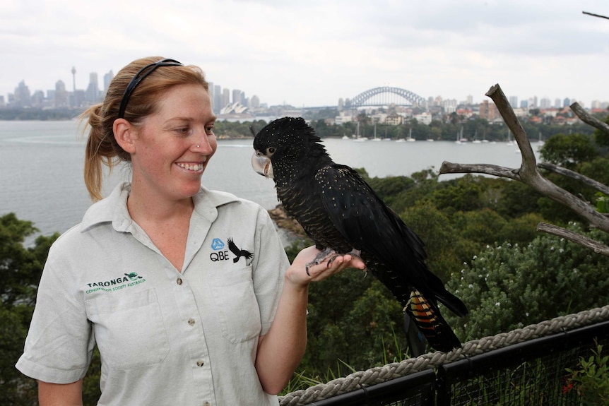 Red-tailed black cockatoo