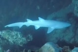 A grey nurse shark appears to be completely white, swimming around reef.